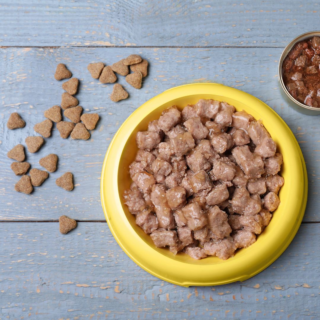 Crocchette e Scatolette per Cani e Gatti: Come Mischiare in Modo Sicuro per una Dieta Bilanciata