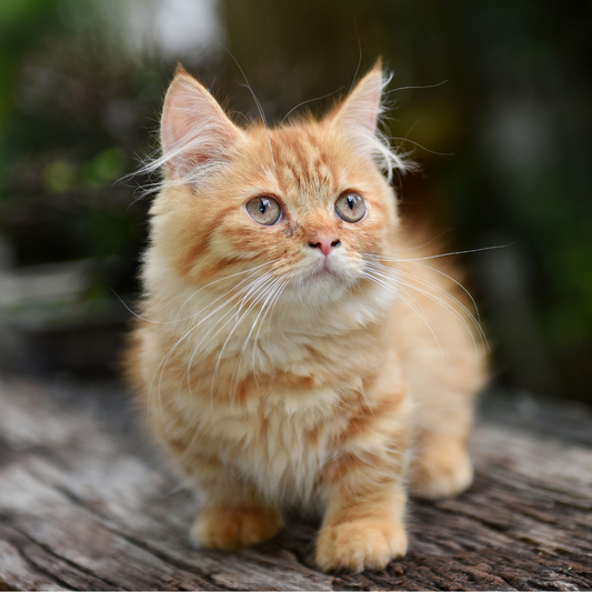 Il Gatto Munchkin: Un Affascinante Mondo di Brevidi Arti e Grande Personalità