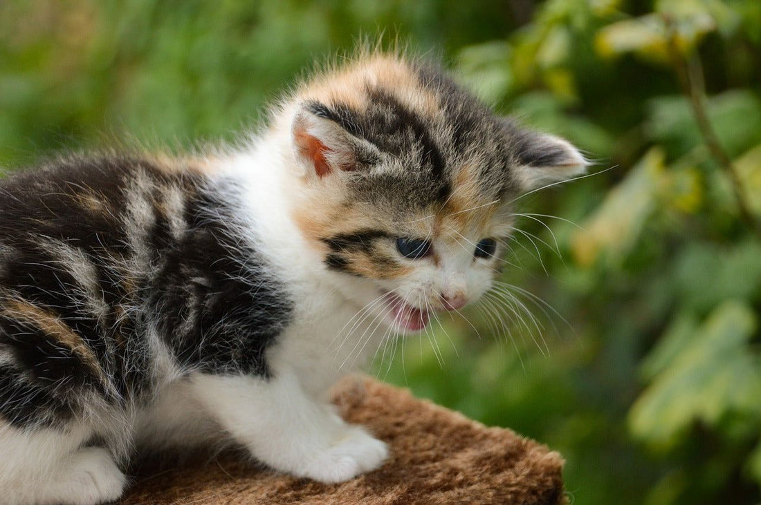 Cosa Fare se i Gattini Miagolano ? - artpetfood
