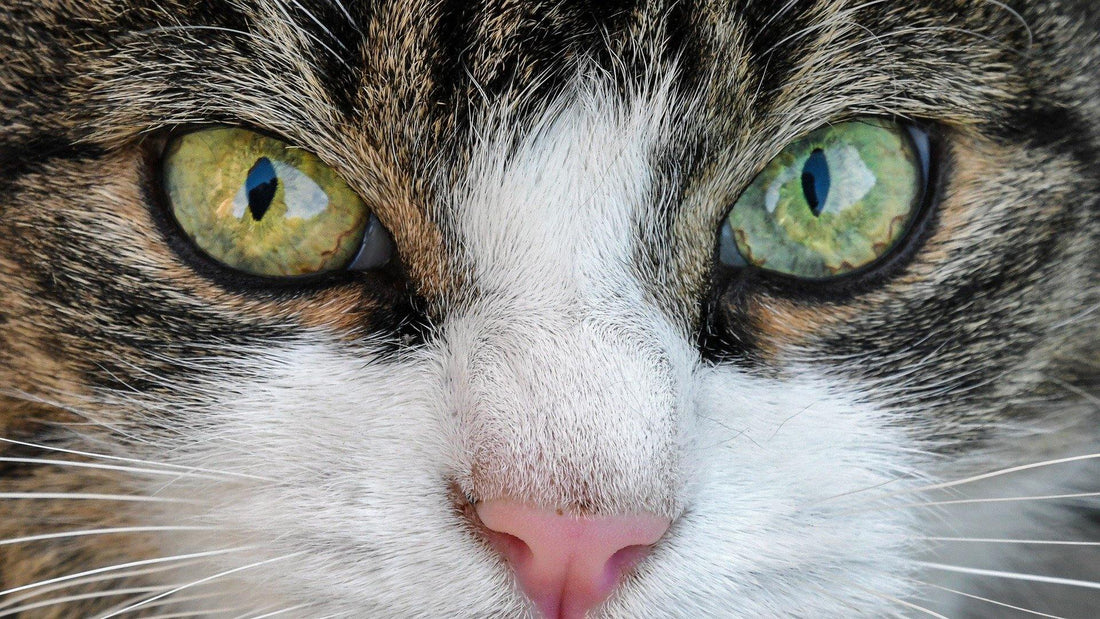 La Fantastica vista del nostro felino - artpetfood