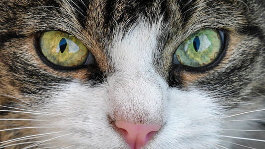 La Fantastica vista del nostro felino - artpetfood