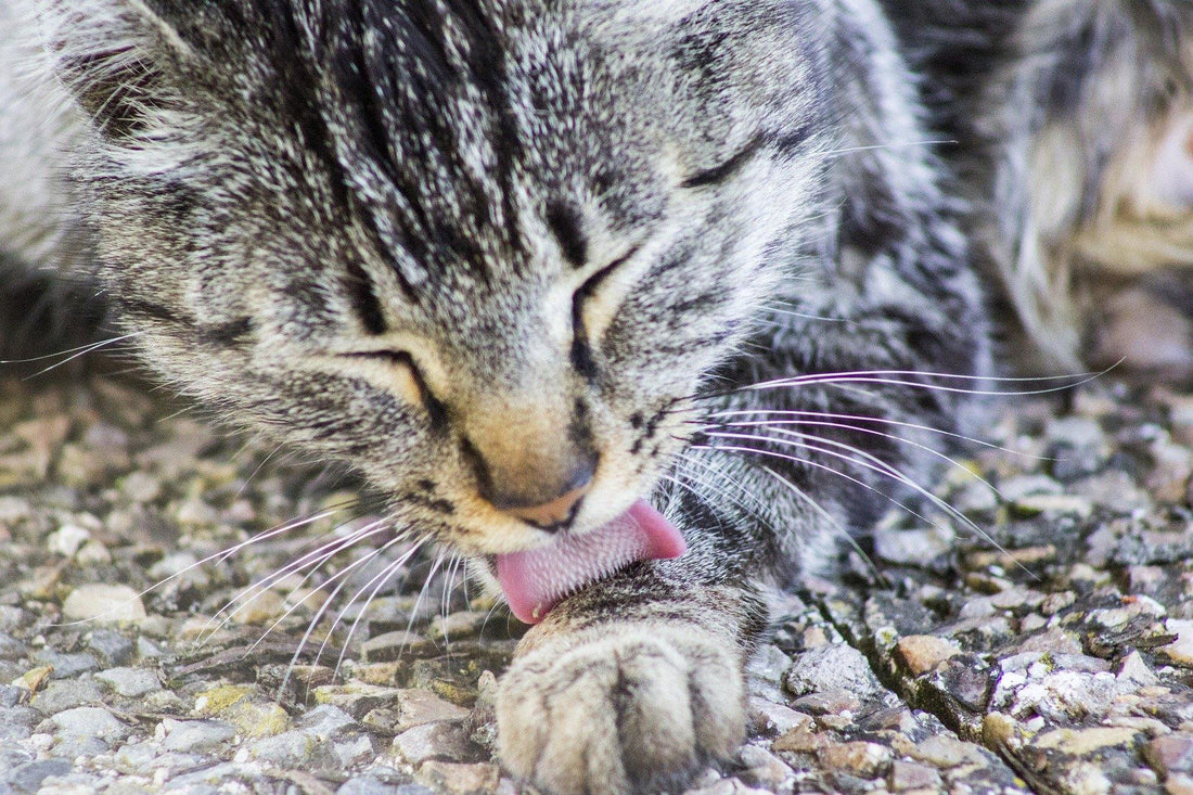 Come prevenire il mal d'auto nel nostro micio? - artpetfood