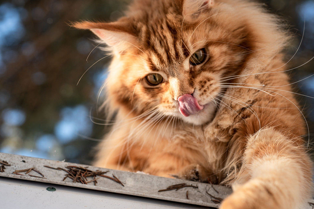 GATTO MAINE COON- Carattere , Cure e Consigli sull'alimentazione - artpetfood