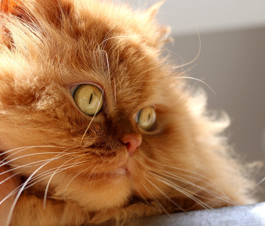Di quali vitamine hanno bisogno i gatti ? una guida per garantire la salute del gatto attraverso l'alimentazione
