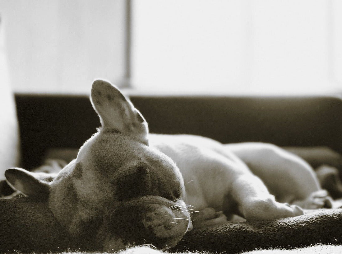 BOULEDOGUE FRANCESE - CARATTERISTICHE DELLA RAZZA - artpetfood