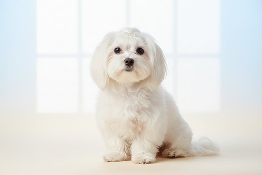 Cane Maltese: carattere, prezzo, peso, cura del pelo, alimentazione e salute
