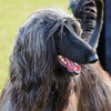 Cane Afghano | Caratteristiche Razza