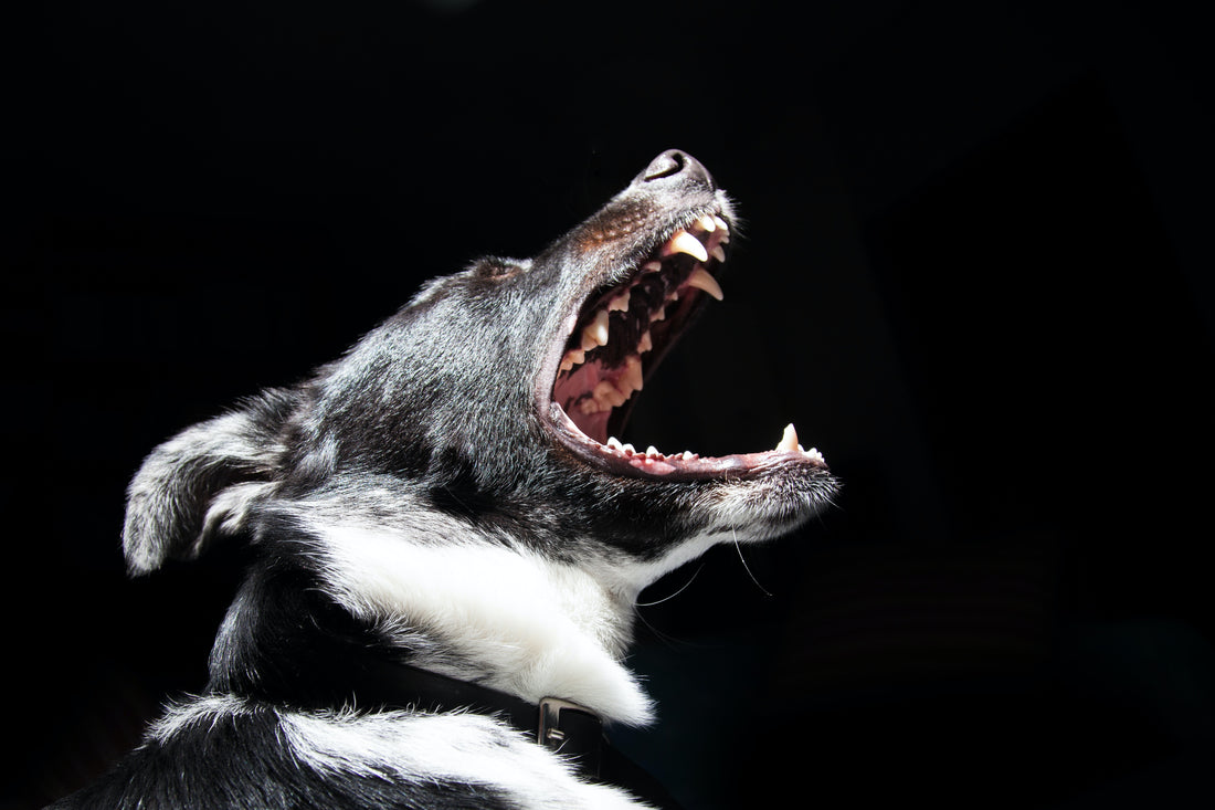 Il cane che abbaia: Cosa c'è da sapere sul comportamento e come gestirlo