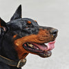 Cane Dobermann | Caratteristiche Razza