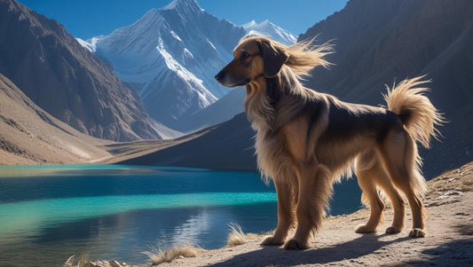 Cane Afgano: Eleganza, Storia e Segreti del Levriero più Raffinato