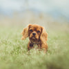Cavalier King Charles Spaniel | Caratteristiche razza