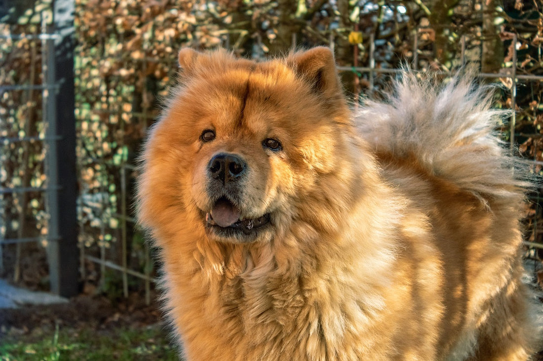 Cane Chow chow | Caratteristiche Razza