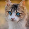 iL Miagolio nel nostro micio - artpetfood