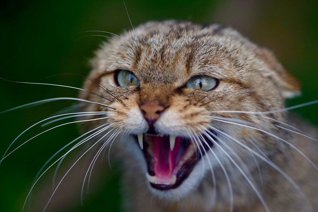 La Sindrome della Tigre nel nostro micio - artpetfood