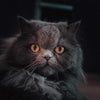 IL GATTO PERSIANO -  ORIGINI , CARATTERE E ALIMENTAZIONE - artpetfood