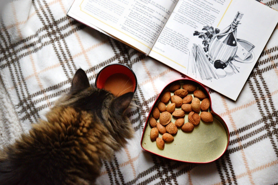Quali sono gli alimenti nocivi per i Gatti? - artpetfood