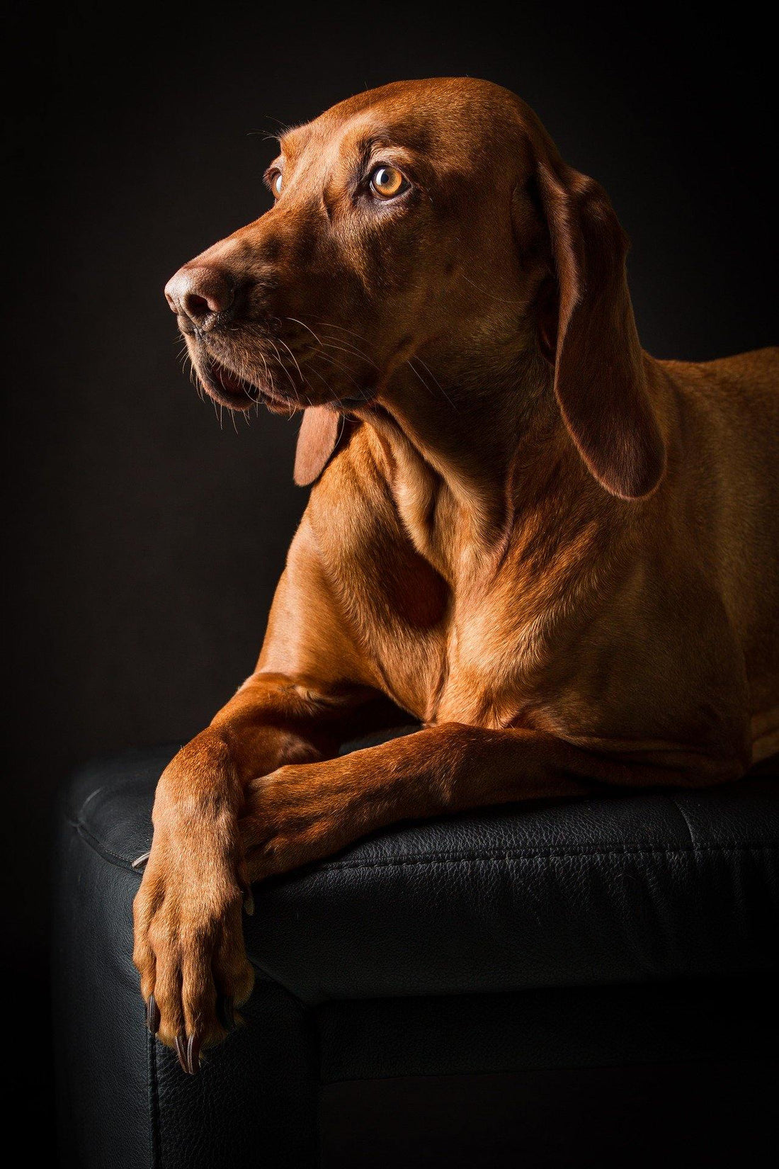 I Benefici della Glucosamina nella dieta del cane - artpetfood