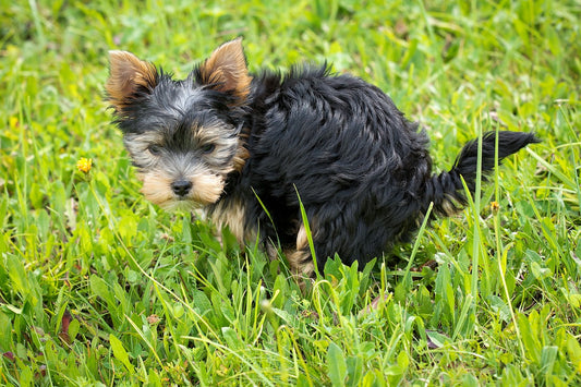 Muco nelle feci del cane | quando mi devo preoccupare?