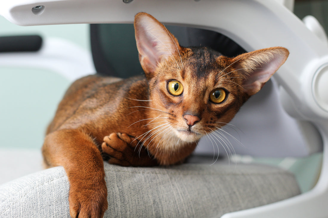 Scopri l'Incantevole Mondo dell'Abissino: Il Gatto dal Cuore Selvaggio