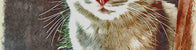 ABBIGLIAMENTO PER GATTI