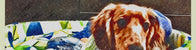 TRASPORTINI KENNEL E ACCESSORI