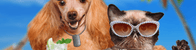 Speciale Estate per cani e gatti