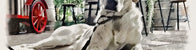 MASTICATIVI PER CANI