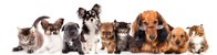 ARTPETBOX PROVA