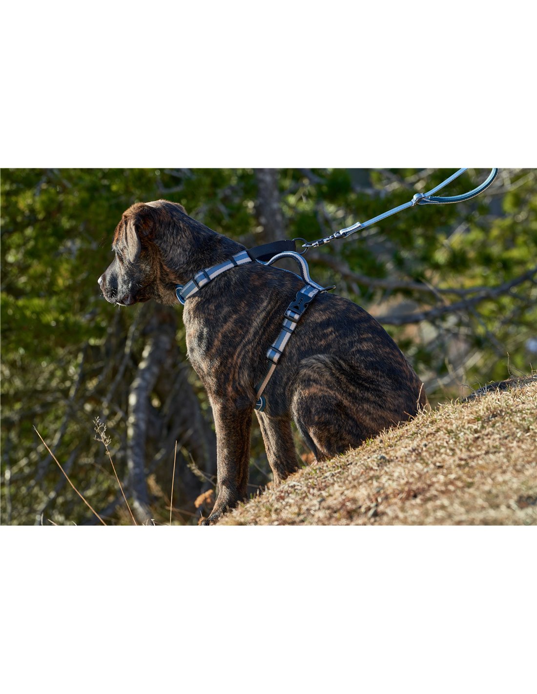 Farm Company GUINZAGLIO MULTIFUNZIONE NYLON DELUXE REFLECT