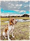 ARTPETBOX COMPLEANNO PER CANE E GATTO - artpetfood