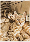 ARTPETBOX COMPLEANNO PER CANE E GATTO - artpetfood