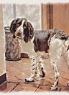 ARTPETBOX COMPLEANNO PER CANE E GATTO - artpetfood