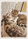ARTPETBOX COMPLEANNO PER CANE E GATTO - artpetfood